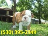 Bnmklop english bulldogs puppies ready
