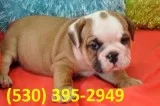 Awqerty purebred english bulldog puppies