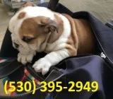 Ujkiol healthy english bulldog puppies