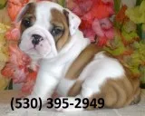 Huikolp purebred english bulldog puppies