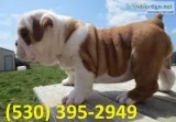 Fghygjyy english bulldogs puppies ready