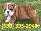 Trfvb quality english bulldogs puppies