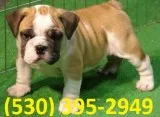 Mklou english bulldogs puppies ready