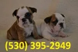 Bvnmjk quality english bulldogs puppies