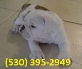 Hyuiko purebred english bulldog puppies