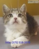 Ebhyh munchkin kittens for sale 