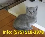 Ptdb russian blue kittens for sale 