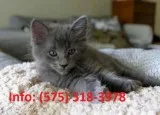 Sjrb russian blue kittens for sale 