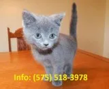 Nthh russian blue kittens for sale 