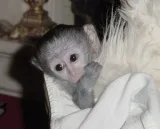Male & female capuchin monkey s availabl