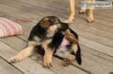 Top german shepherd 