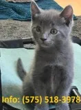 Adfjm russian blue kittens for sale 