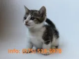 Wdbg munchkin kittens for sale 