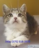 Efntj munchkin kittens for sale 