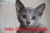 Whdhf russian blue kittens for sale 