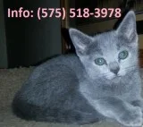 Lmrw russian blue kittens for sale 