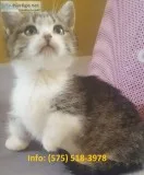 Qnfvp munchkin kittens for sale 