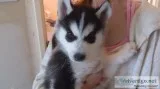 Exquisite siberian husky puppies