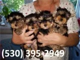Vdzas beautiful yorkie puppies available