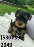 Aqwui beautiful yorkie puppies available