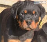 Sovereign rottweiler puppies for sale