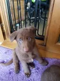 Stunning gsdxdutch shepard female puppy 