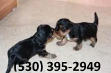 Jnkio beautiful yorkie puppies available