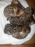 Exceptional bengal baby girl now reserve