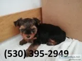 Fvghy beautiful yorkie puppies available