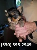 Aqwer beautiful yorkie puppies available