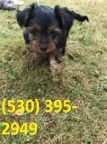 Azqwe beautiful yorkie puppies available