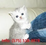 Hhyop munchkin kittens for sale