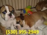 Frweaf lovable english bulldog puppies