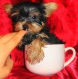 Active reg yorkshire terrier puppies ava