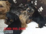 Hujk akcterrier yorkie puppies available