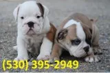 Edbahj m/f cutty english bulldog puppies