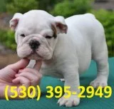 Rfetgy m/f cutty english bulldog puppies