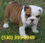 Rfgi exceptional english bulldog puppies
