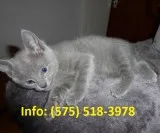 Hdlwp russian blue kittens for sale 