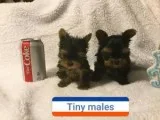 Healthful reg yorkshire terrier puppies 