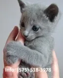 Kegrm russian blue kittens for sale 