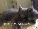 Efntk russian blue kittens for sale 