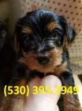 Czxc akcterrier yorkie puppies available