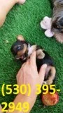 Yuikl terrier yorkie puppies ready now