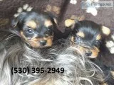 Jkio akcterrier yorkie puppies available