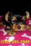 Fvgbhy terrier yorkie puppies ready now