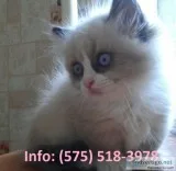 Gelsl munchkin kittens for sale