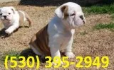 Rfghk english bulldog puppies ready now