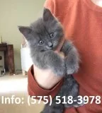 Yftgh russian blue kittens for sale 