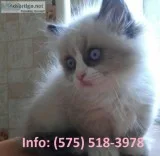 Xksj munchkin kittens for sale